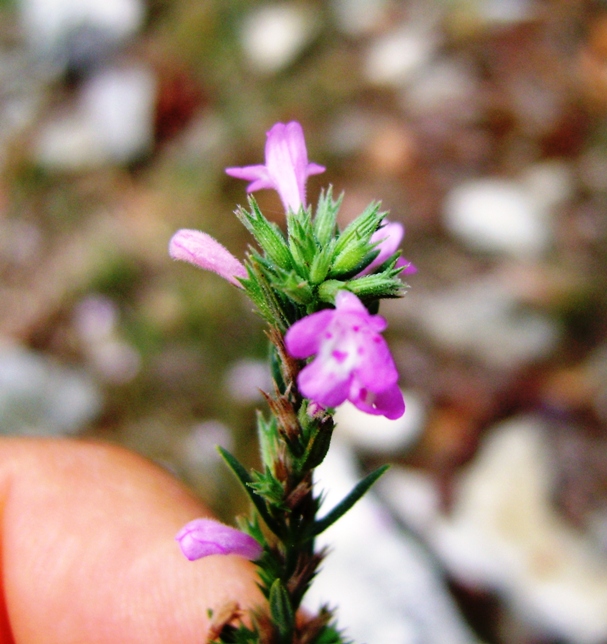 Micromeria graeca